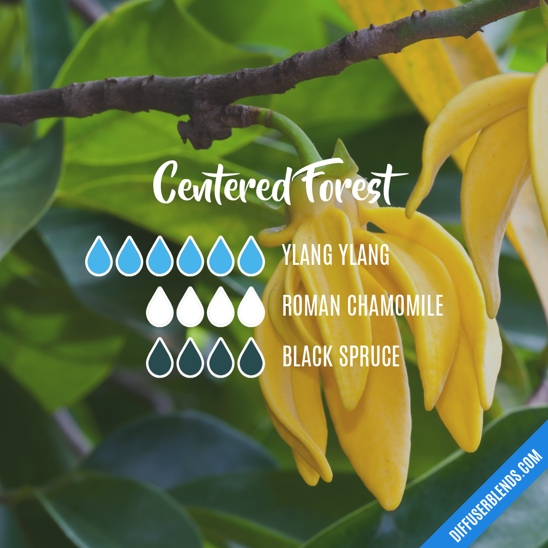 Centered Forest — Essential Oil Diffuser Blend