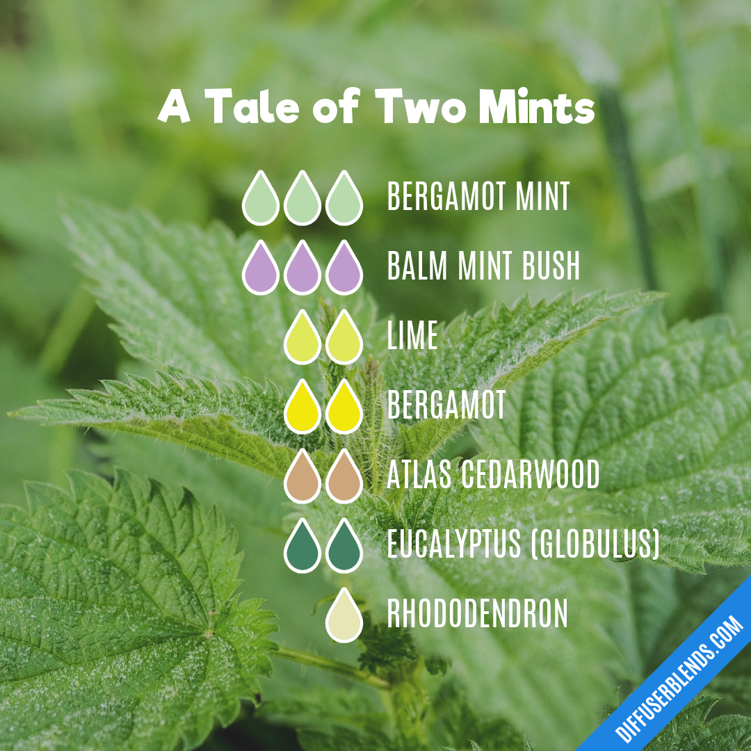 A Tale of Two Mints — Essential Oil Diffuser Blend