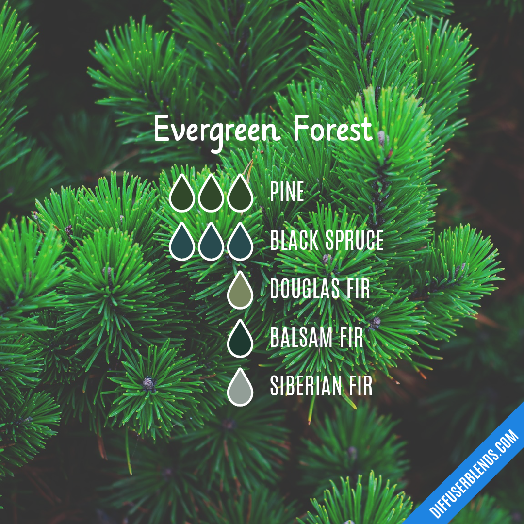Evergreen Forest