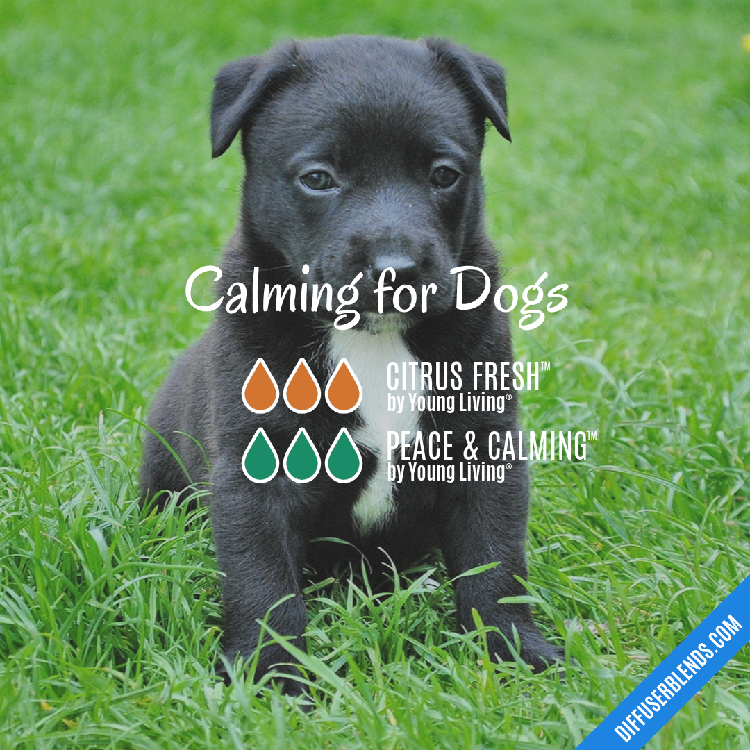 Calming for Dogs — Essential Oil Diffuser Blend